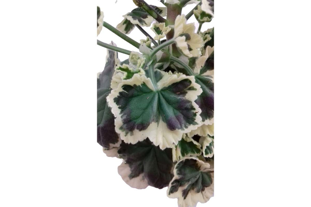 
                  
                    Pelargonium 'Frank Headley'
                  
                