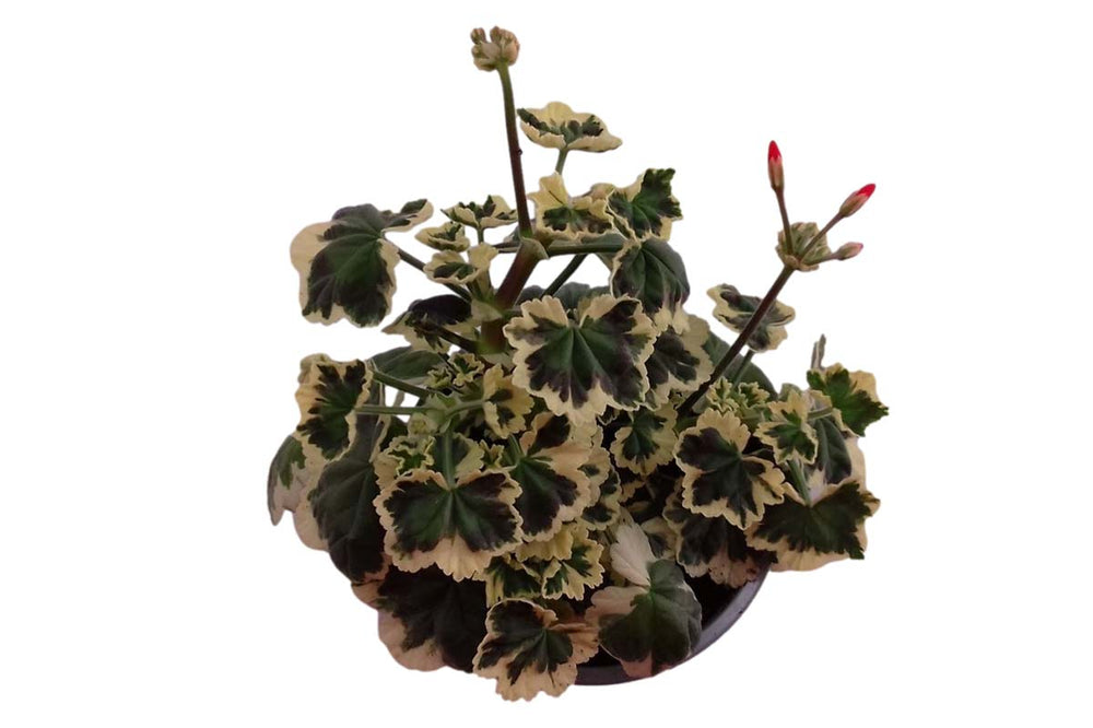 
                  
                    Pelargonium 'Frank Headley'
                  
                