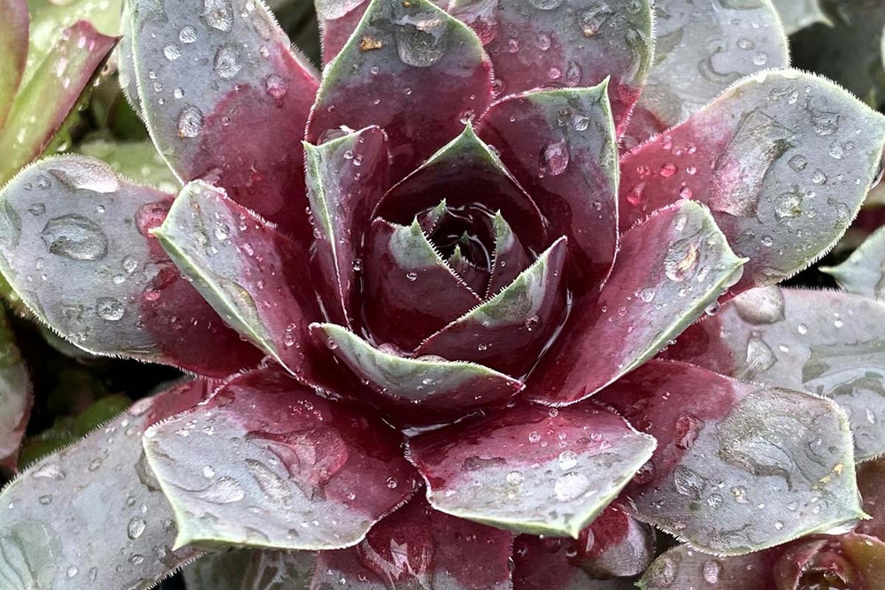 
                  
                    Sempervivum Chick Charms® 'Giants Steel Appeal' 
                  
                