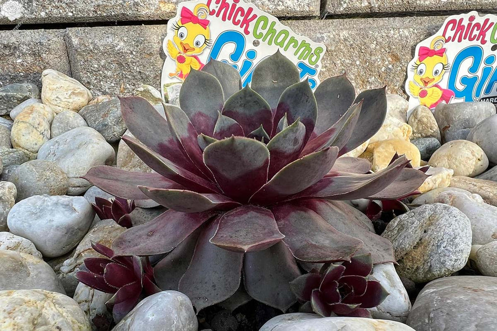 
                  
                    Sempervivum Chick Charms® 'Giants Steel Appeal' 
                  
                