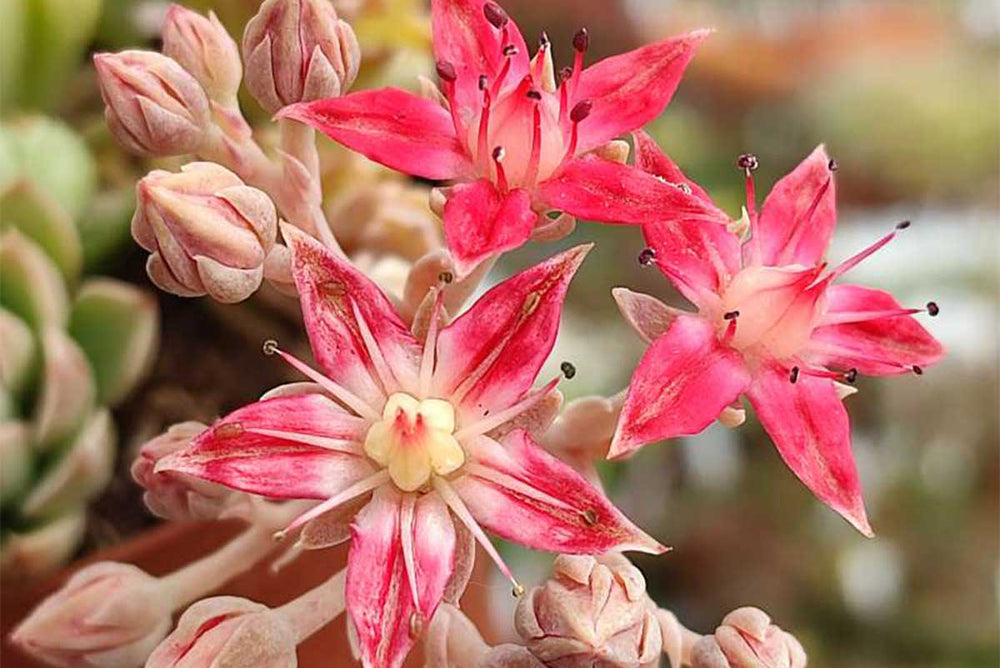 
                  
                    Graptopetalum altair
                  
                