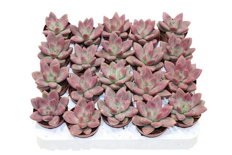 Graptoveria 'Rosie Crow' 5.5cm