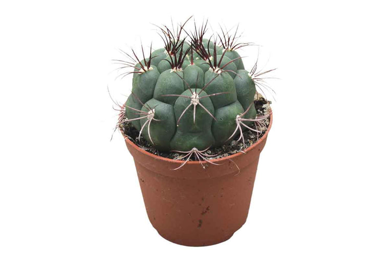 Gymnocalycium saglionis 8.5cm