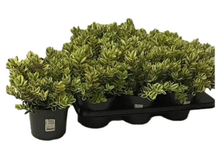 Hebe 'variegata' 15cm