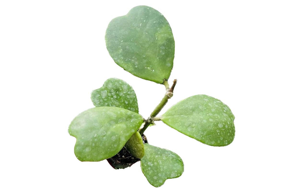 
                  
                    Hoya kerrii 6cm
                  
                