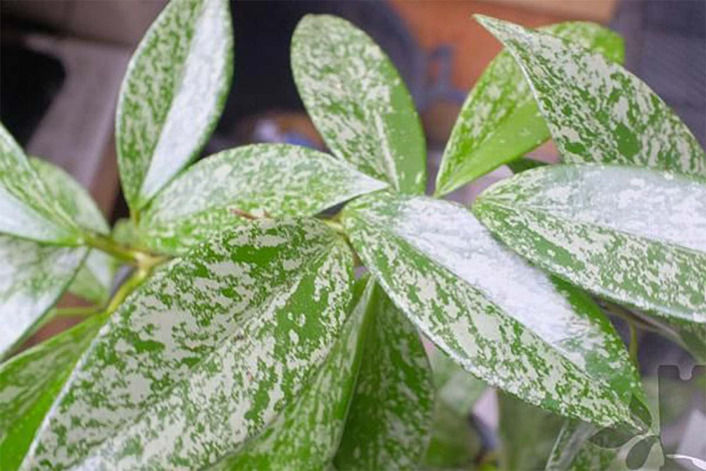
                  
                    Hoya 'Silverspots'
                  
                