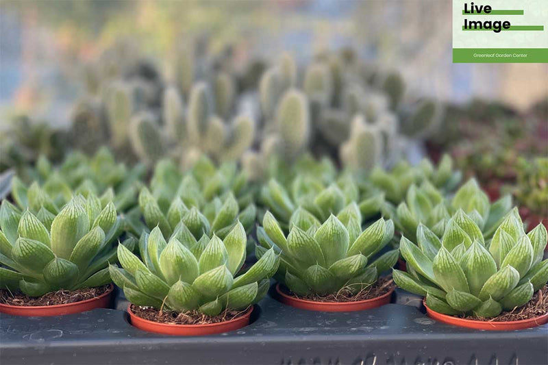 Haworthia cooperii xxl 5.5cm