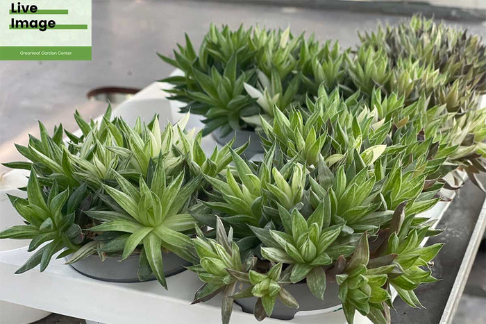 Haworthia mucronata 6.5cm