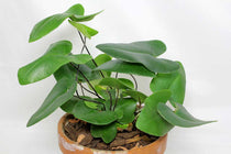 
                  
                    Hemionitis arifolia
                  
                