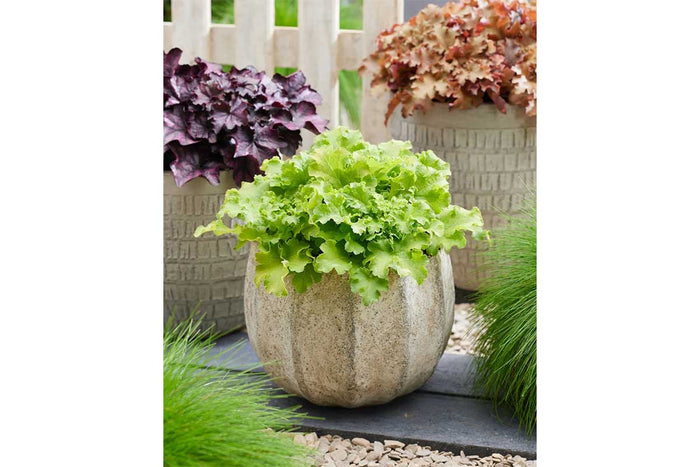 Heuchera 'Limeberry'® 17cm