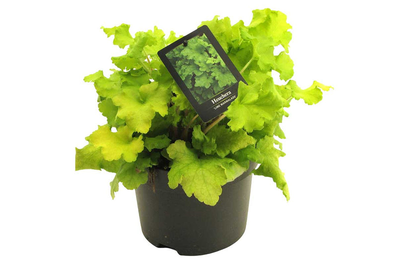 Heuchera 'Limeberry'® 17cm