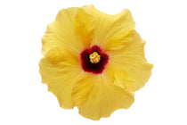 
                  
                    HibisQs® 'Adonicus Yellow'®
                  
                