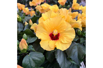 
                  
                    HibisQs® 'Adonicus Yellow'®
                  
                