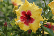 
                  
                    HibisQs® 'Adonicus Yellow'®
                  
                