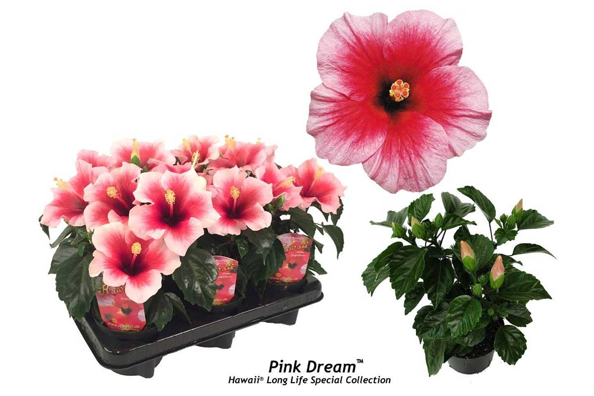 Hibiscus Hawaii® Long Life 'Pink Dream'® 12cm