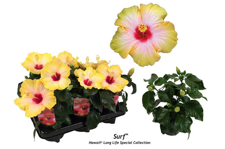 Hibiscus Hawaii® 'Surf'® 12cm