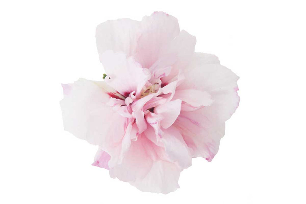 
                  
                    Hibiscus 'Sugar Tip'®
                  
                