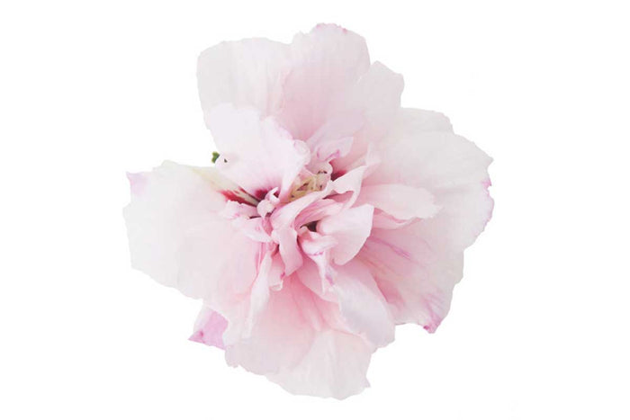 Hibiscus 'Sugar Tip'®