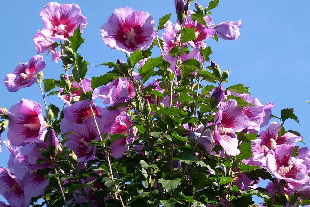 
                  
                    Hibiscus 'Flower Tower'® purple
                  
                