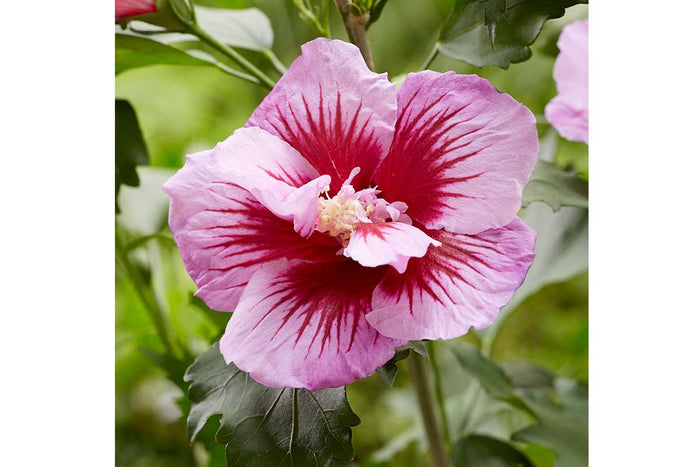 Hibiscus 'Flower Tower'® purple