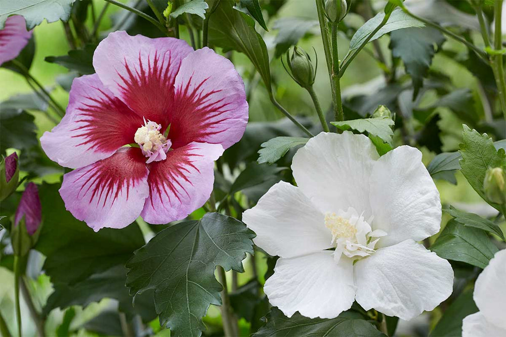 
                  
                    Hibiscus 'Flower Tower'® purple
                  
                