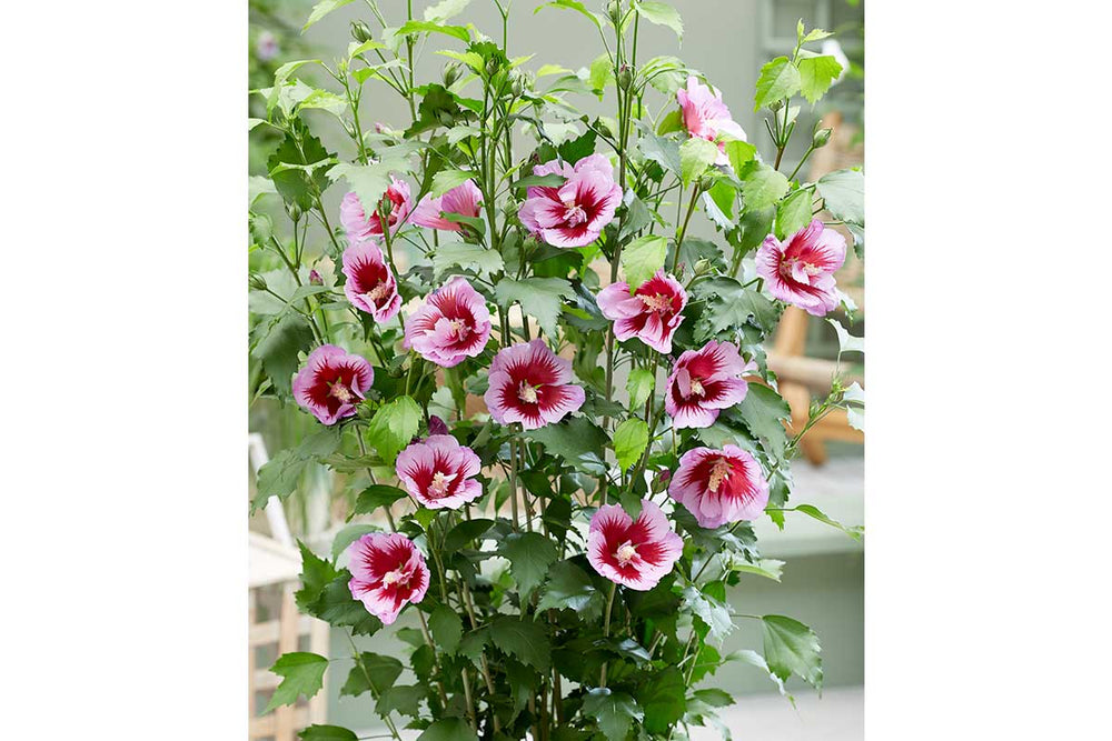 
                  
                    Hibiscus 'Flower Tower'® purple
                  
                