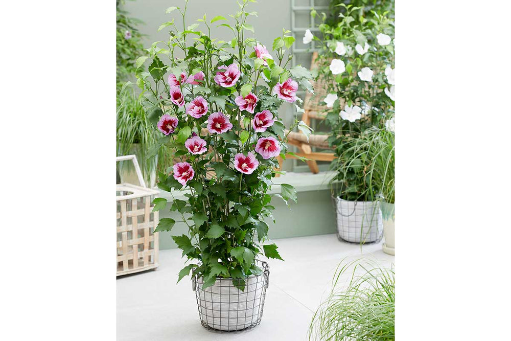 
                  
                    Hibiscus 'Flower Tower'® purple
                  
                