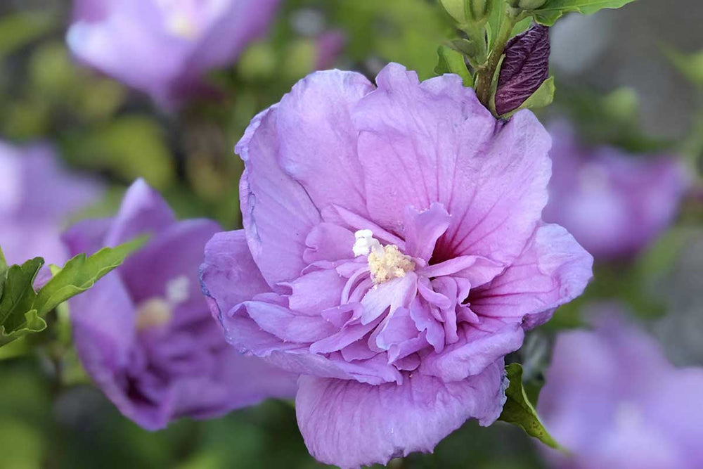 
                  
                    Hibiscus 'Lavender Chiffon'®
                  
                