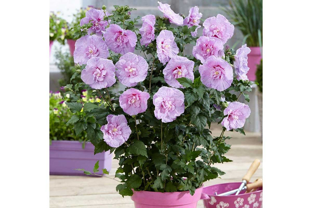 
                  
                    Hibiscus 'Lavender Chiffon'®
                  
                