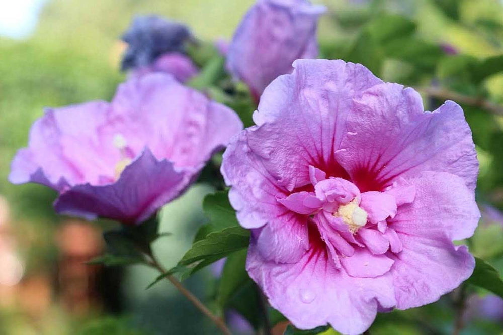 
                  
                    Hibiscus 'Lavender Chiffon'®
                  
                