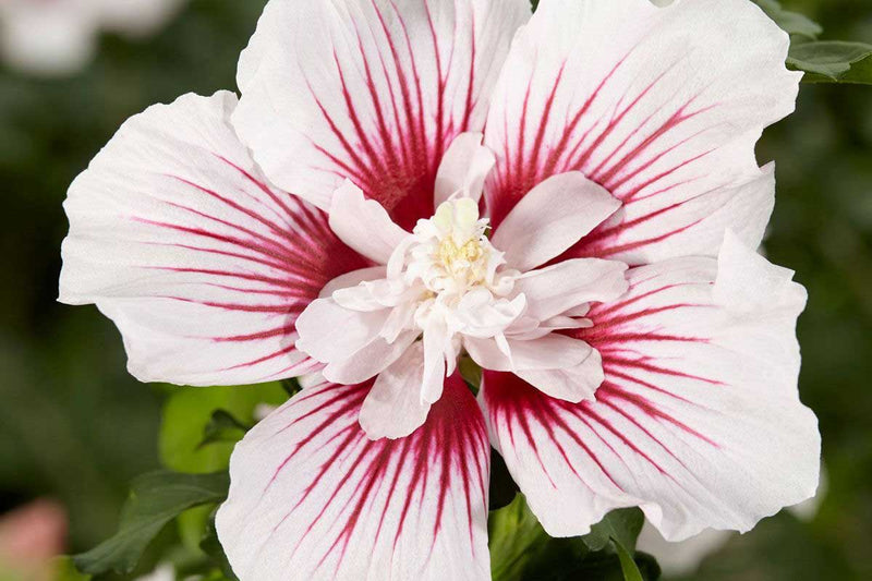 Hibiscus 'Starburst Chiffon'® 19cm