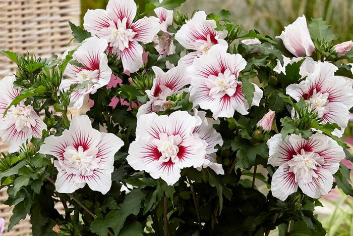 Hibiscus 'Starburst Chiffon'®