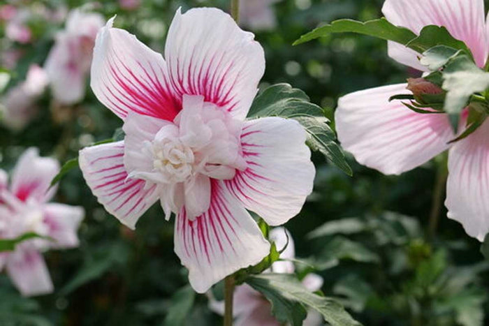 Hibiscus 'Starburst Chiffon'®