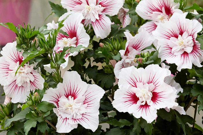 Hibiscus 'Starburst Chiffon'®