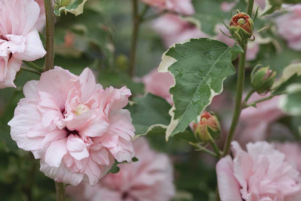 
                  
                    Hibiscus 'Sugar Tip'®
                  
                