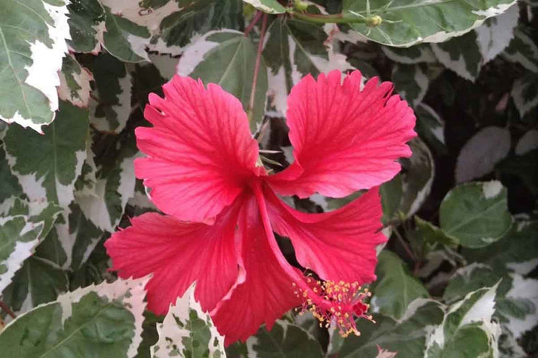 Hibiscus 'variegata'