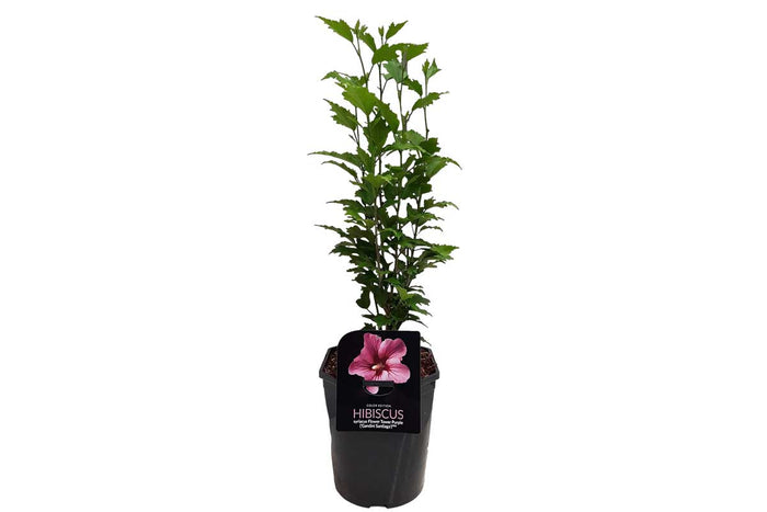 Hibiscus 'Flower Tower'® purple 19cm