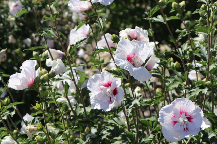 Hibiscus 'China Chiffon'® 19cm