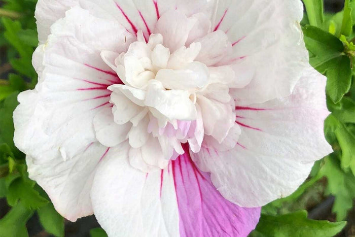 Hibiscus 'China Chiffon'®