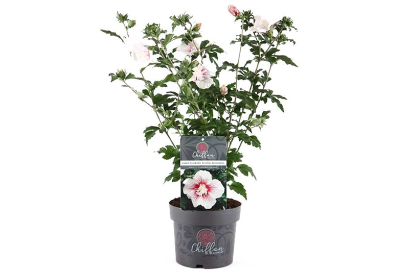 Hibiscus 'Starburst Chiffon'® 19cm