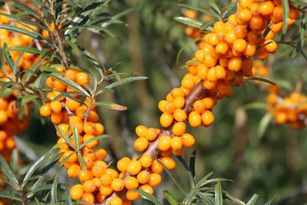 
                  
                    Hippophae 'Friesdorfer Orange'® 
                  
                