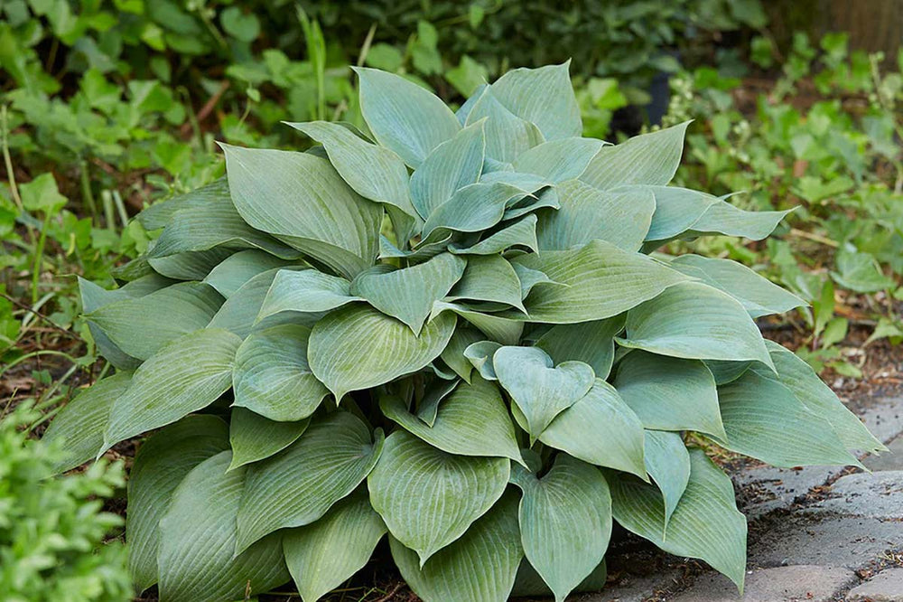 
                  
                    Hosta 'Halcyon'
                  
                