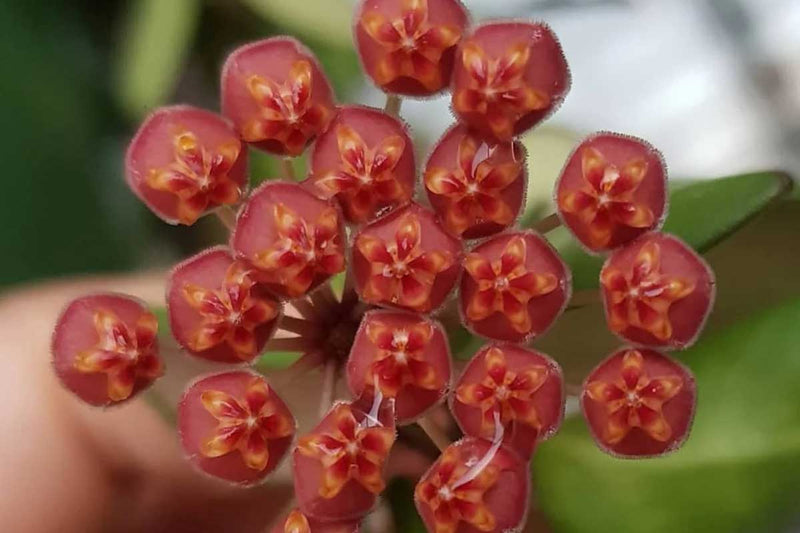 Hoya burtoniae 'variegata' 