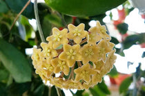 
                  
                    Hoya dimorpha
                  
                
