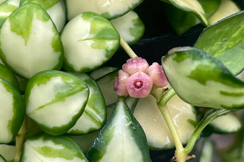 Hoya heuschkeliana 'variegata'