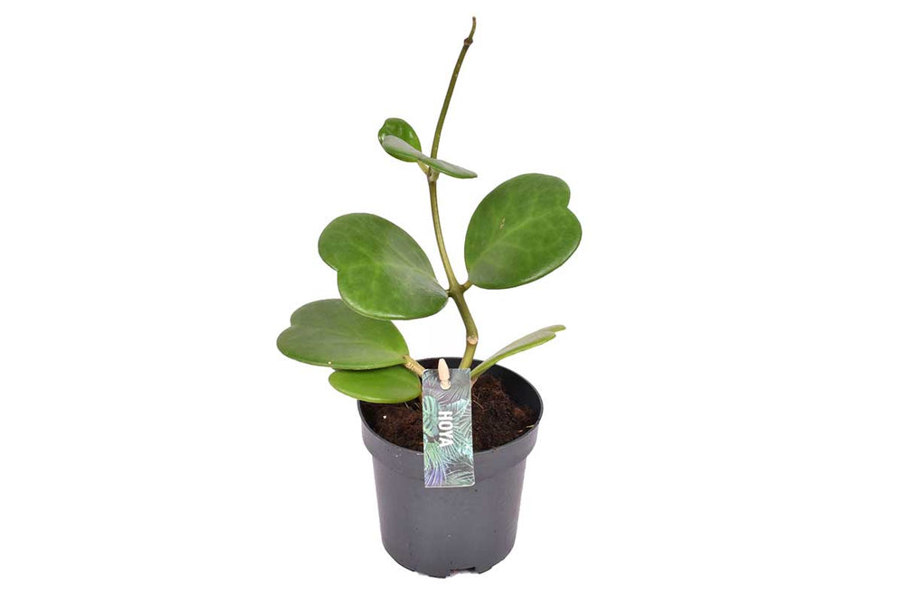 
                  
                    Hoya kerrii 6cm
                  
                