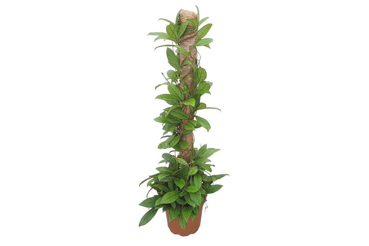 Hoya crassipetiolata 17cm
