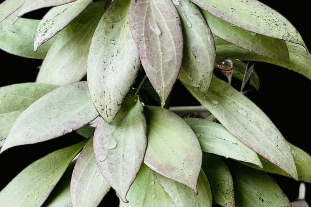 
                  
                    Hoya 'New Guinea Ghost'
                  
                