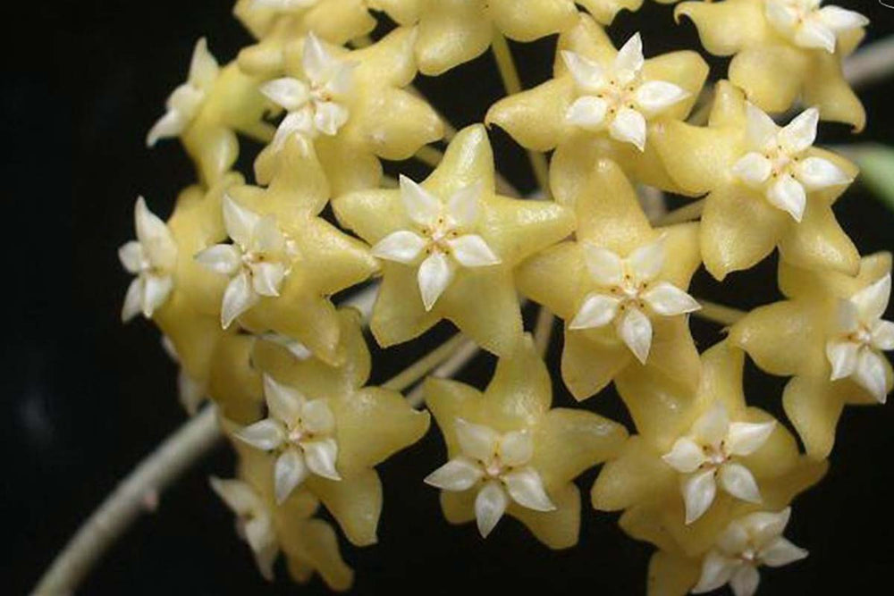 
                  
                    Hoya 'New Guinea Ghost'
                  
                