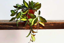 
                  
                    Hoya burtoniae 'variegata' 
                  
                
